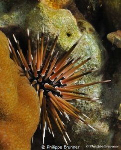 Sea urchin by Philippe Brunner 